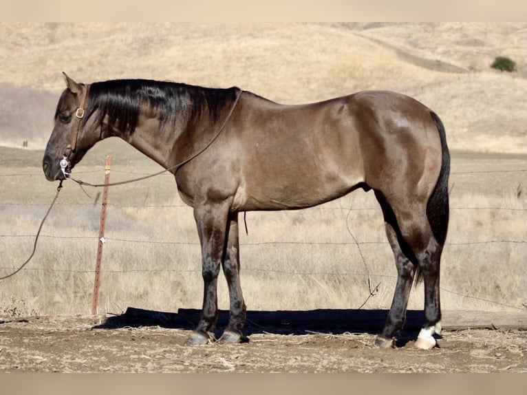 American Quarter Horse Castrone 11 Anni 152 cm Grullo in Paicines CA