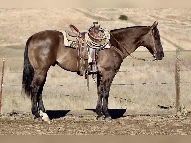 American Quarter Horse Castrone 11 Anni 152 cm Grullo in Paicines CA