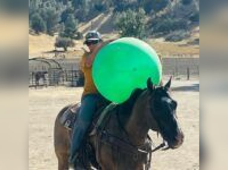 American Quarter Horse Castrone 11 Anni 152 cm Grullo in Ramona, CA