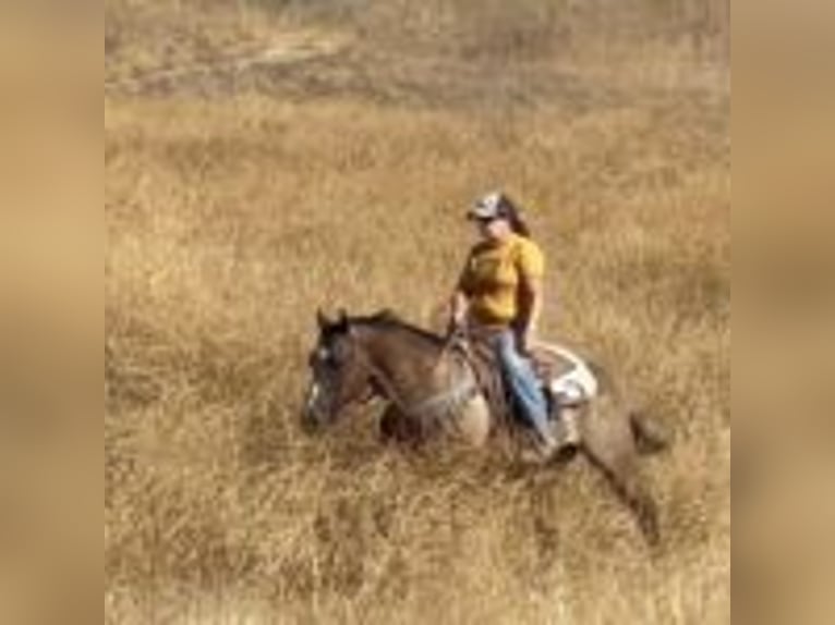 American Quarter Horse Castrone 11 Anni 152 cm Grullo in Ramona, CA