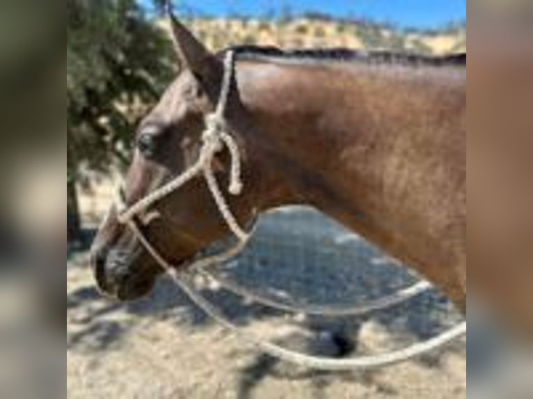 American Quarter Horse Castrone 11 Anni 152 cm Grullo in Ramona, CA