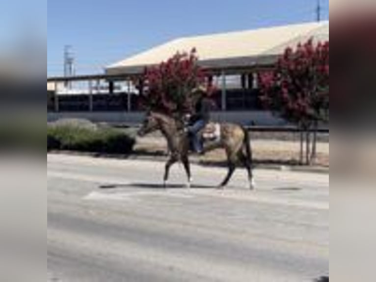 American Quarter Horse Castrone 11 Anni 152 cm Grullo in Ramona, CA