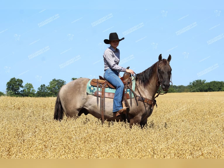 American Quarter Horse Castrone 11 Anni 152 cm Grullo in Clarion, PA