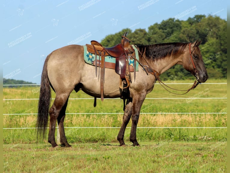 American Quarter Horse Castrone 11 Anni 152 cm Grullo in Clarion, PA