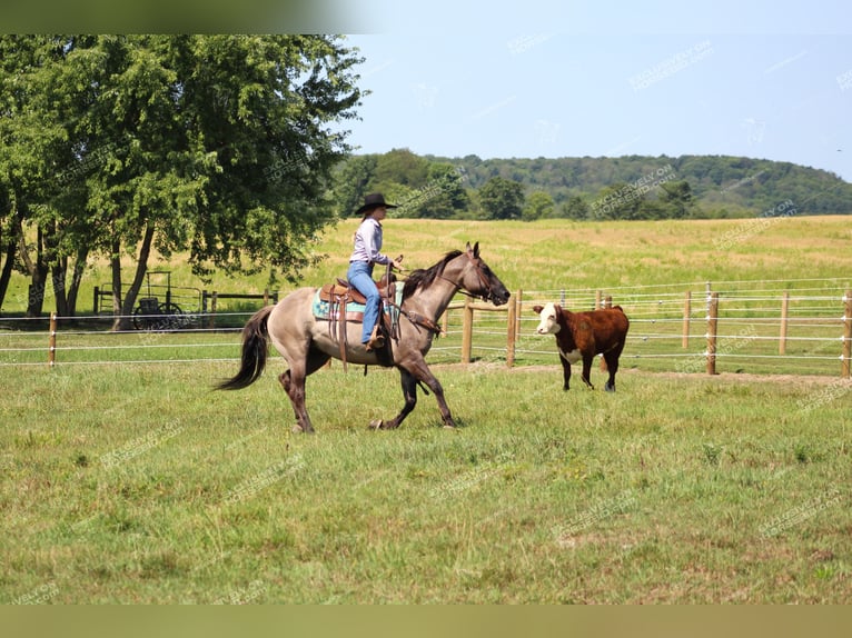 American Quarter Horse Castrone 11 Anni 152 cm Grullo in Clarion, PA