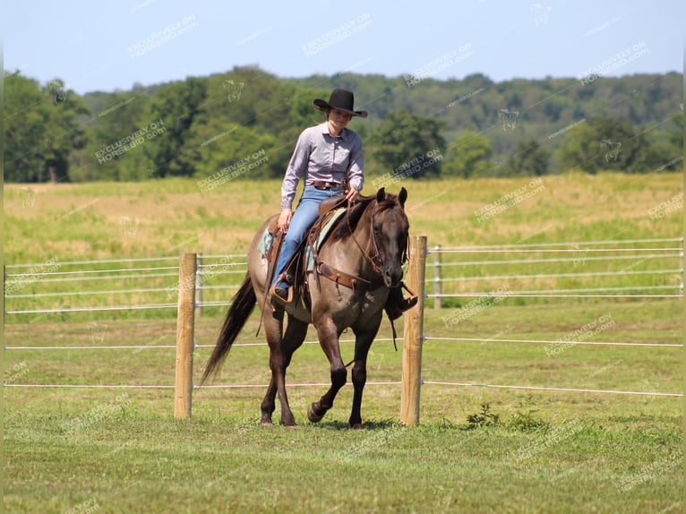 American Quarter Horse Castrone 11 Anni 152 cm Grullo in Clarion, PA