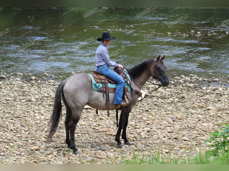 American Quarter Horse Castrone 11 Anni 152 cm Grullo in Clarion, PA