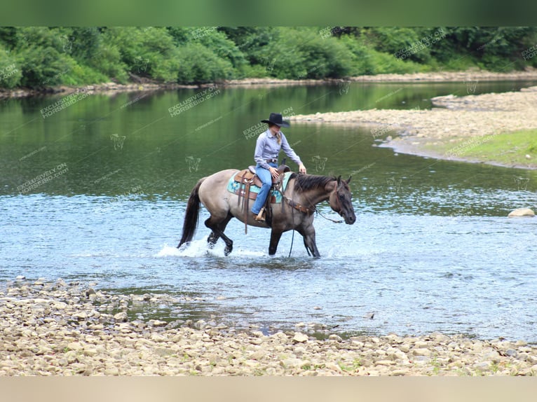 American Quarter Horse Castrone 11 Anni 152 cm Grullo in Clarion, PA