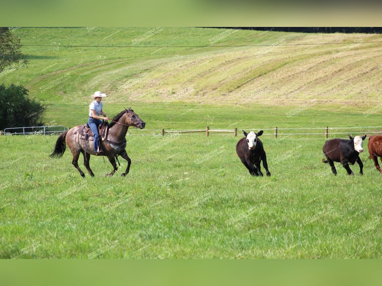 American Quarter Horse Castrone 11 Anni 152 cm Grullo in Clarion