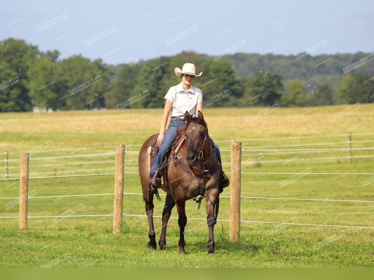 American Quarter Horse Castrone 11 Anni 152 cm Grullo in Clarion