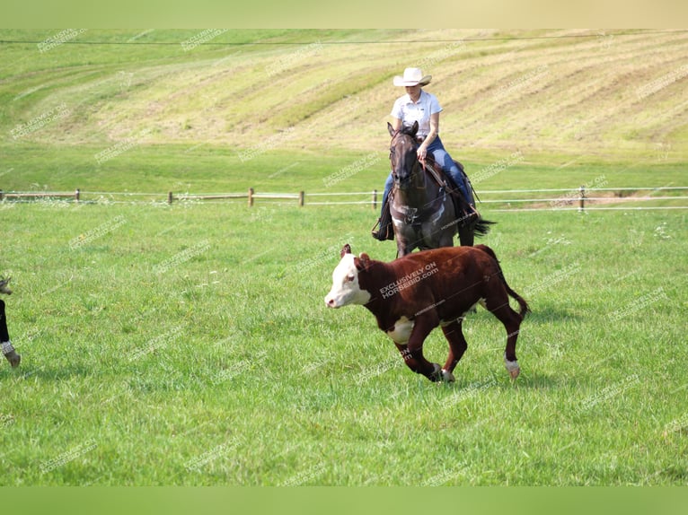 American Quarter Horse Castrone 11 Anni 152 cm Grullo in Clarion