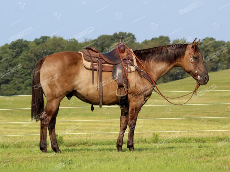 American Quarter Horse Castrone 11 Anni 152 cm Grullo in Clarion