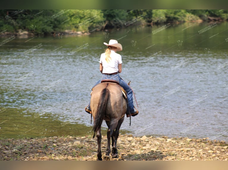 American Quarter Horse Castrone 11 Anni 152 cm Grullo in Clarion