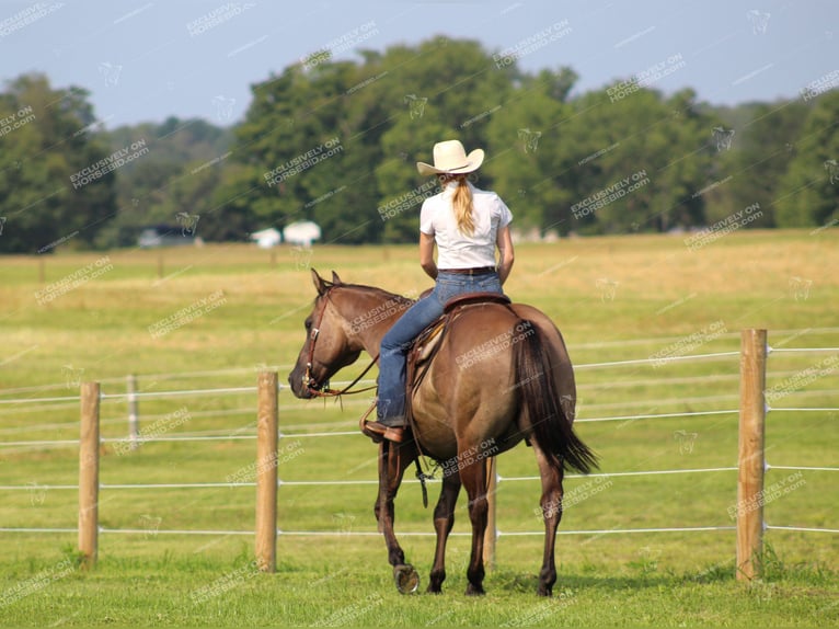 American Quarter Horse Castrone 11 Anni 152 cm Grullo in Clarion