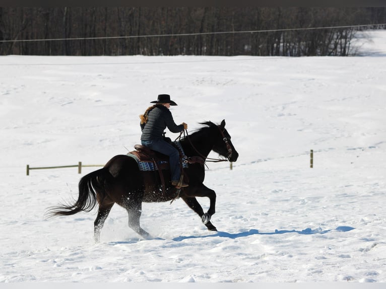 American Quarter Horse Castrone 11 Anni 152 cm Morello in Clarion