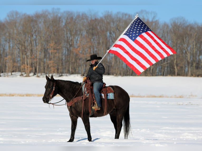 American Quarter Horse Castrone 11 Anni 152 cm Morello in Clarion