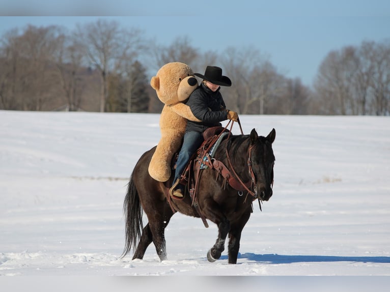 American Quarter Horse Castrone 11 Anni 152 cm Morello in Clarion