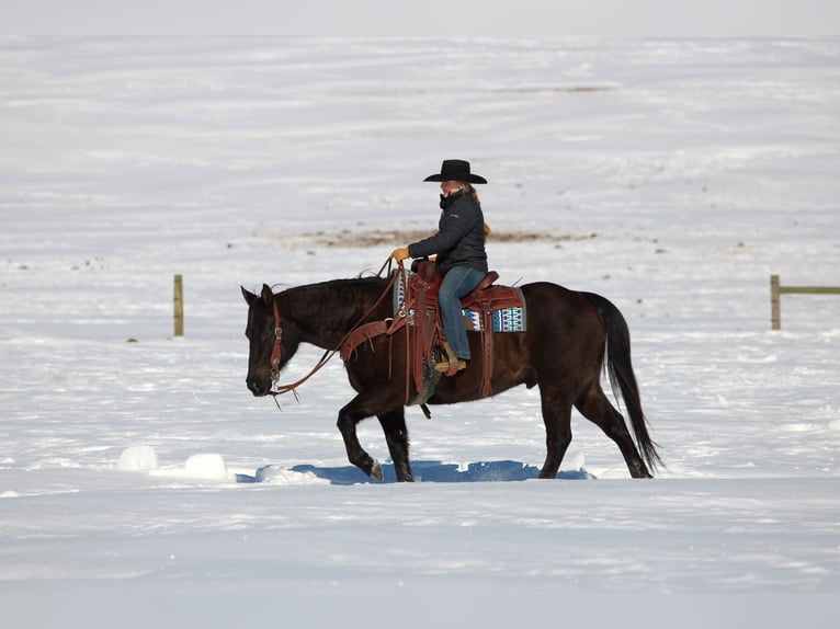 American Quarter Horse Castrone 11 Anni 152 cm Morello in Clarion