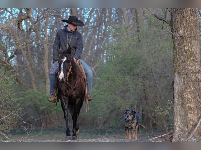 American Quarter Horse Castrone 11 Anni 152 cm Morello in Carrollton KY