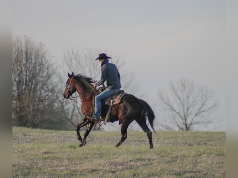 American Quarter Horse Castrone 11 Anni 152 cm Morello in Carrollton KY