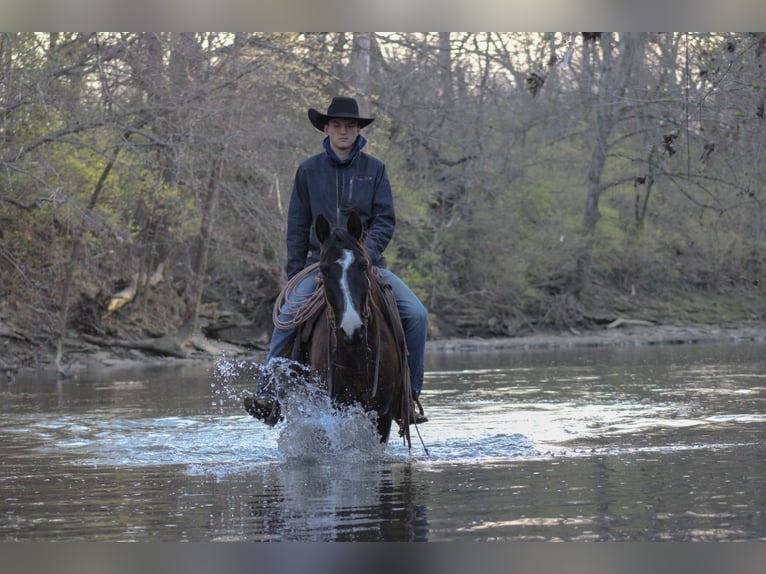 American Quarter Horse Castrone 11 Anni 152 cm Morello in Carrollton KY