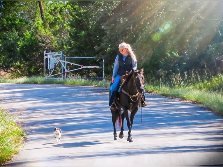 American Quarter Horse Castrone 11 Anni 152 cm Morello in Stephenville, TX