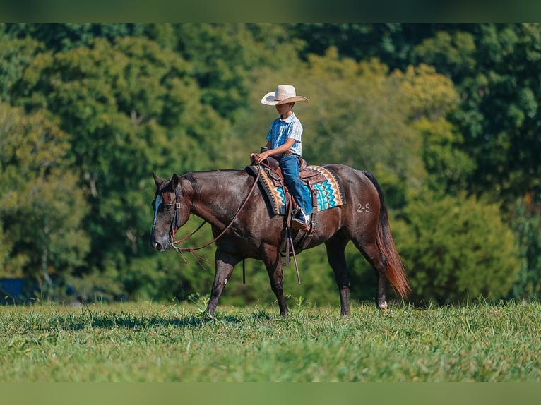 American Quarter Horse Castrone 11 Anni 152 cm Morello in Lyles