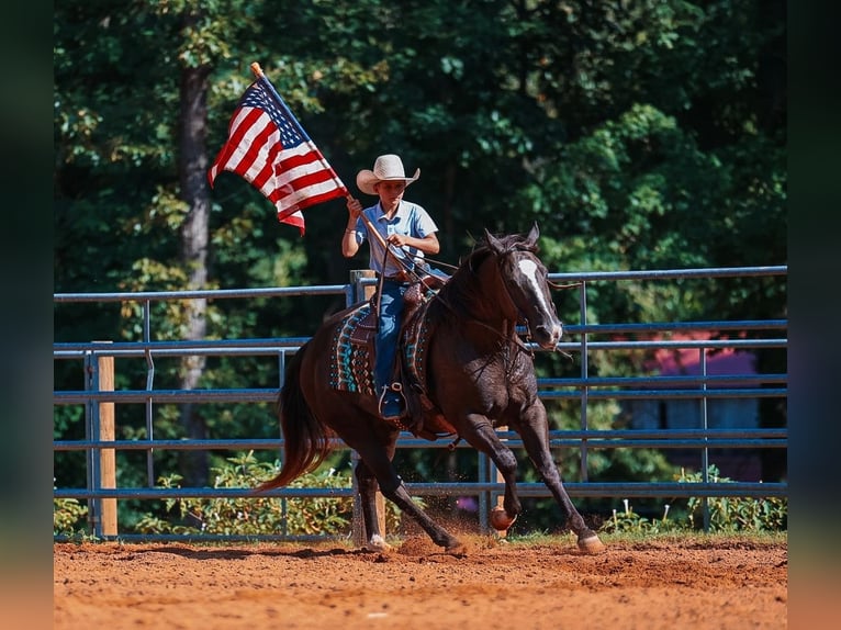 American Quarter Horse Castrone 11 Anni 152 cm Morello in Lyles