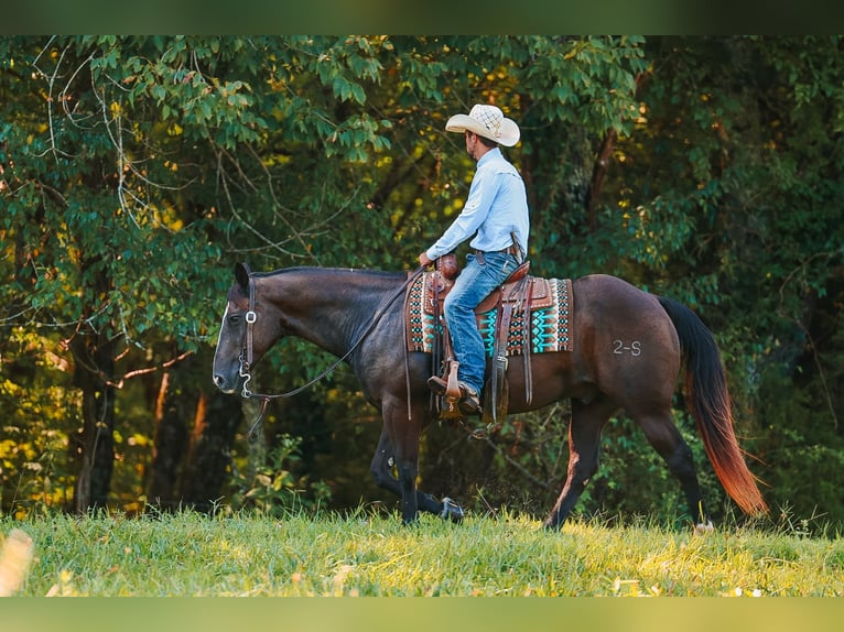American Quarter Horse Castrone 11 Anni 152 cm Morello in Lyles