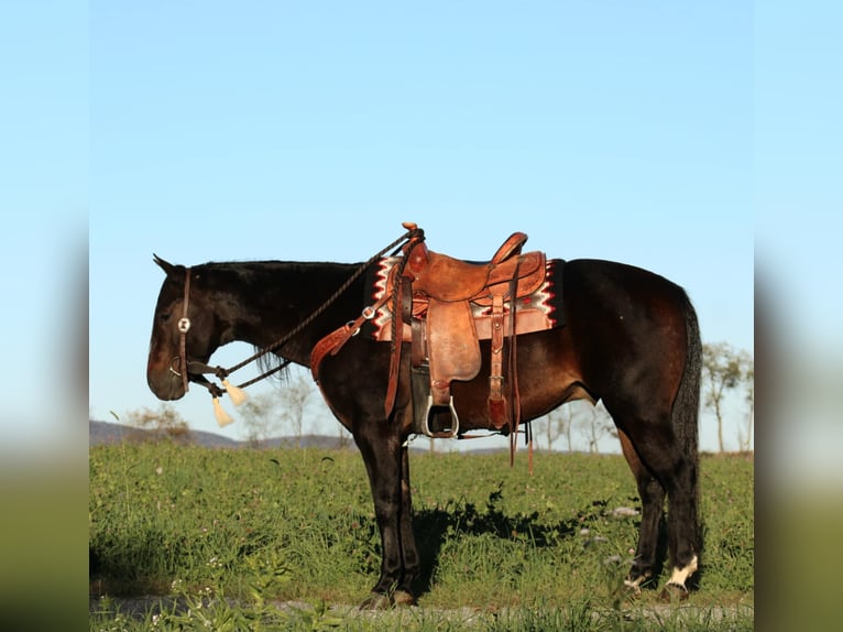 American Quarter Horse Castrone 11 Anni 152 cm Morello in Rebersburg, PA