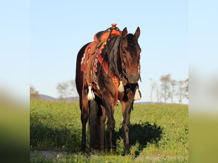 American Quarter Horse Castrone 11 Anni 152 cm Morello in Rebersburg, PA