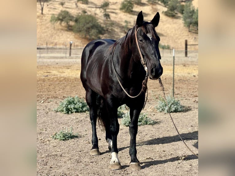 American Quarter Horse Castrone 11 Anni 152 cm Morello in Paicines, CA