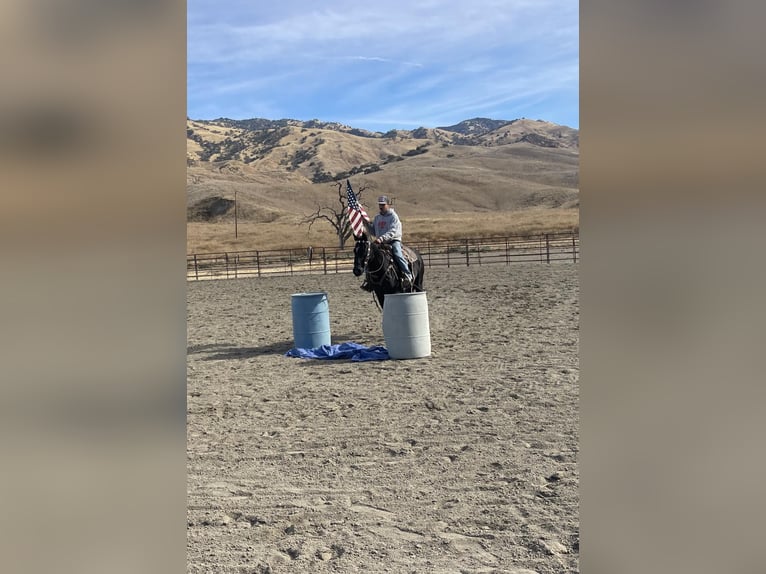 American Quarter Horse Castrone 11 Anni 152 cm Morello in Paicines, CA