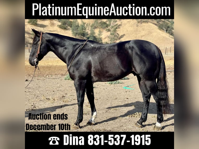 American Quarter Horse Castrone 11 Anni 152 cm Morello in Paicines, CA