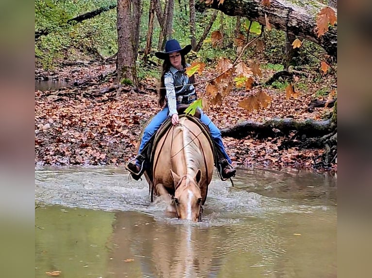 American Quarter Horse Castrone 11 Anni 152 cm Palomino in Robards
