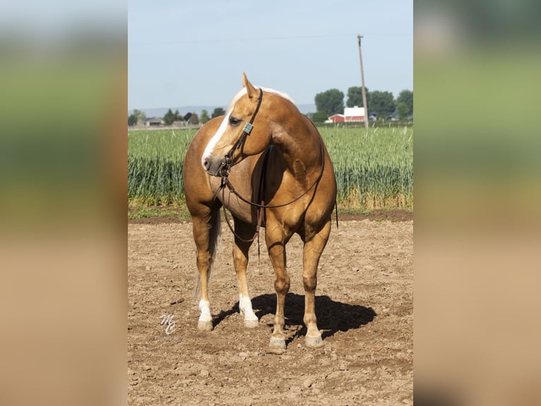 American Quarter Horse Castrone 11 Anni 152 cm Palomino in Caldwell ID