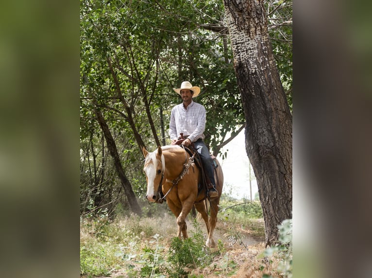 American Quarter Horse Castrone 11 Anni 152 cm Palomino in Caldwell ID