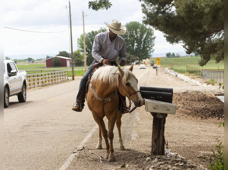 American Quarter Horse Castrone 11 Anni 152 cm Palomino in Caldwell ID