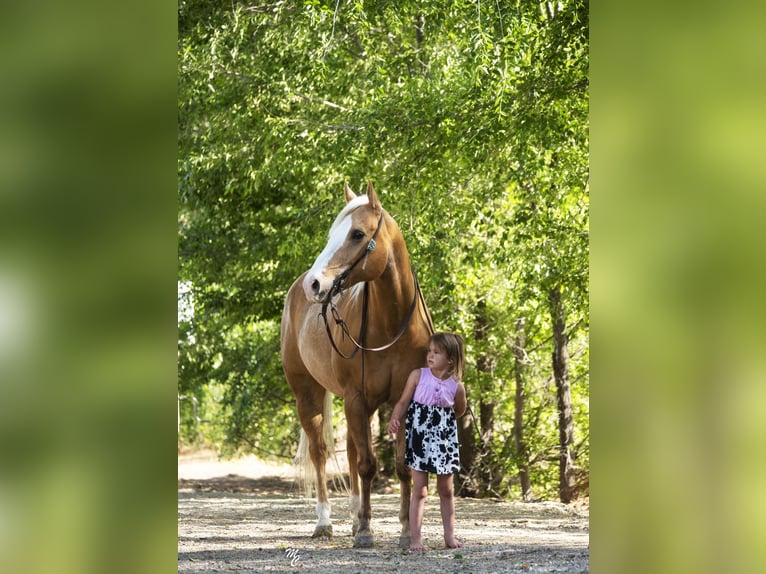 American Quarter Horse Castrone 11 Anni 152 cm Palomino in Caldwell ID