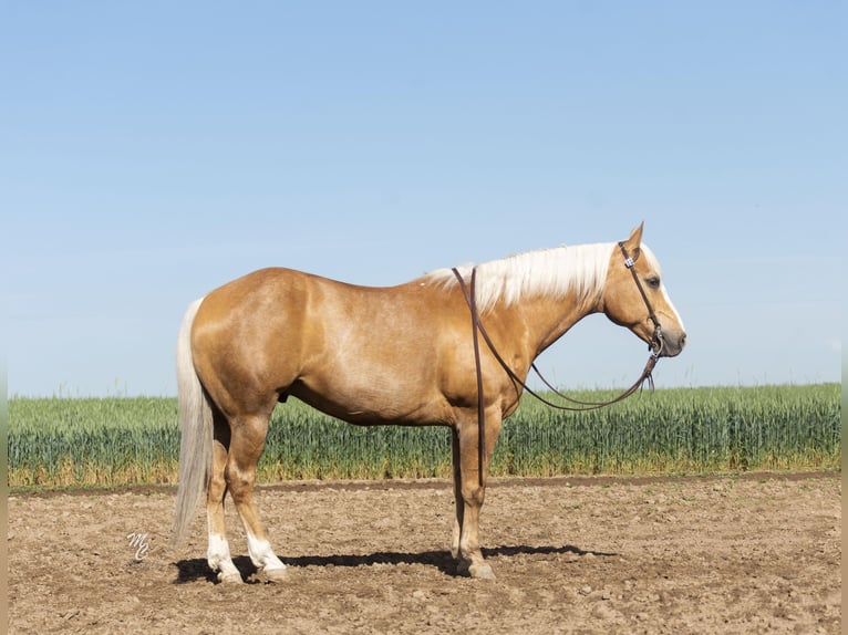 American Quarter Horse Castrone 11 Anni 152 cm Palomino in Caldwell ID