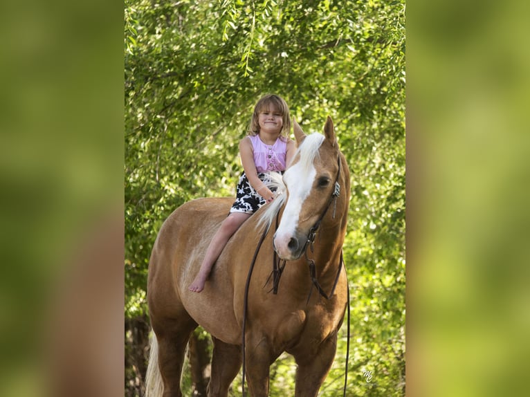 American Quarter Horse Castrone 11 Anni 152 cm Palomino in Caldwell ID