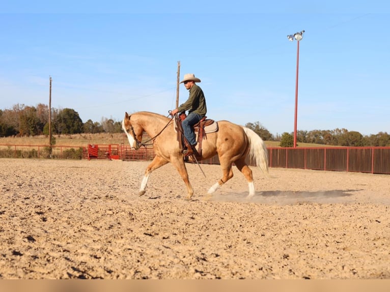 American Quarter Horse Castrone 11 Anni 152 cm Palomino in Grand Saline TX