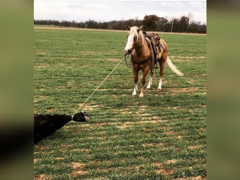 American Quarter Horse Castrone 11 Anni 152 cm Palomino in Grand Saline TX