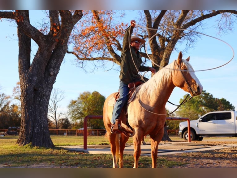 American Quarter Horse Castrone 11 Anni 152 cm Palomino in Grand Saline TX