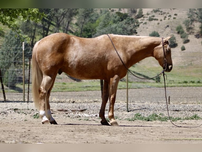 American Quarter Horse Castrone 11 Anni 152 cm Palomino in Paicines CA