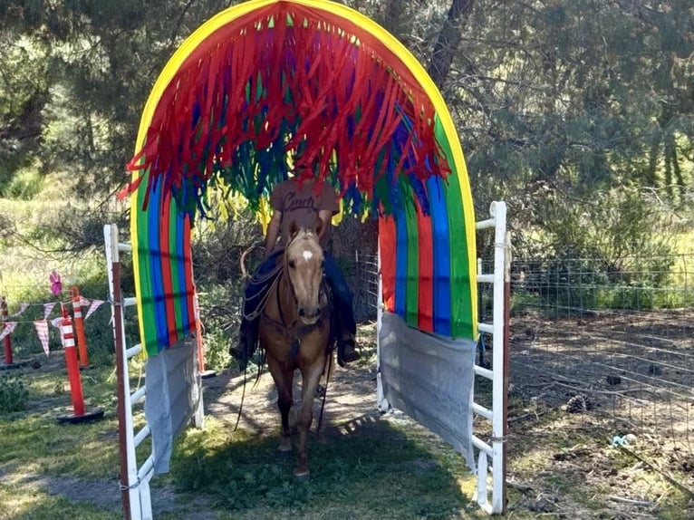 American Quarter Horse Castrone 11 Anni 152 cm Palomino in Paicines CA