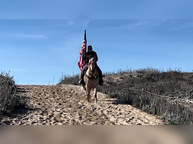 American Quarter Horse Castrone 11 Anni 152 cm Palomino in Paicines CA