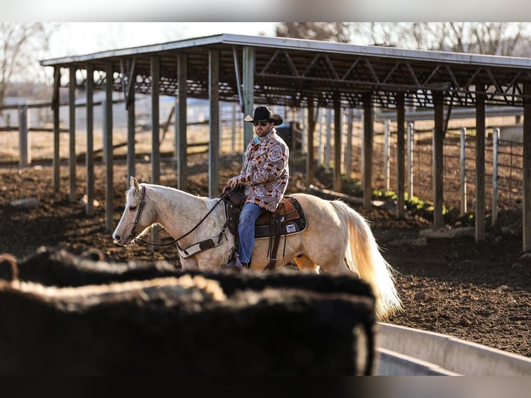 American Quarter Horse Castrone 11 Anni 152 cm Palomino in Santa Fe, TN