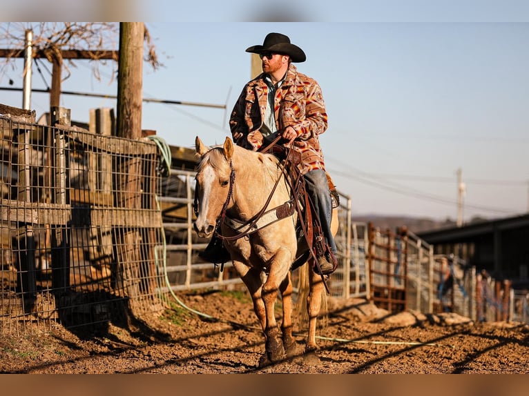 American Quarter Horse Castrone 11 Anni 152 cm Palomino in Santa Fe, TN