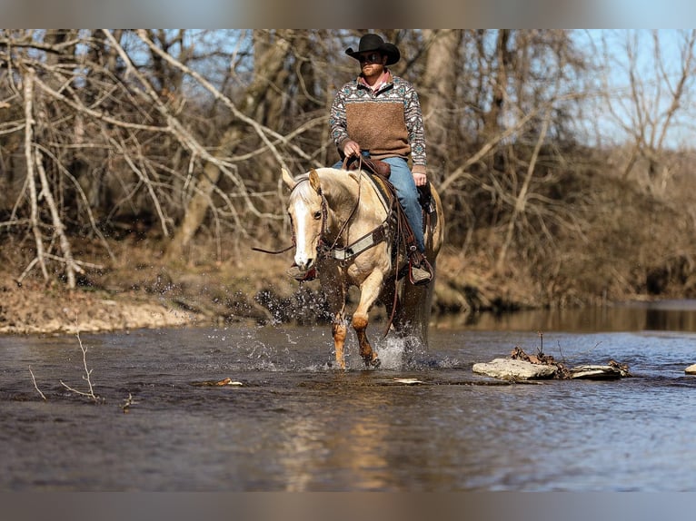 American Quarter Horse Castrone 11 Anni 152 cm Palomino in Santa Fe, TN